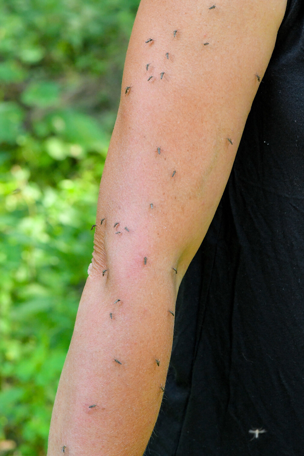 68 Mückenstiche in 23 Sekunden.  Blutungen in den Armen der Biologin Doreen Werner: 