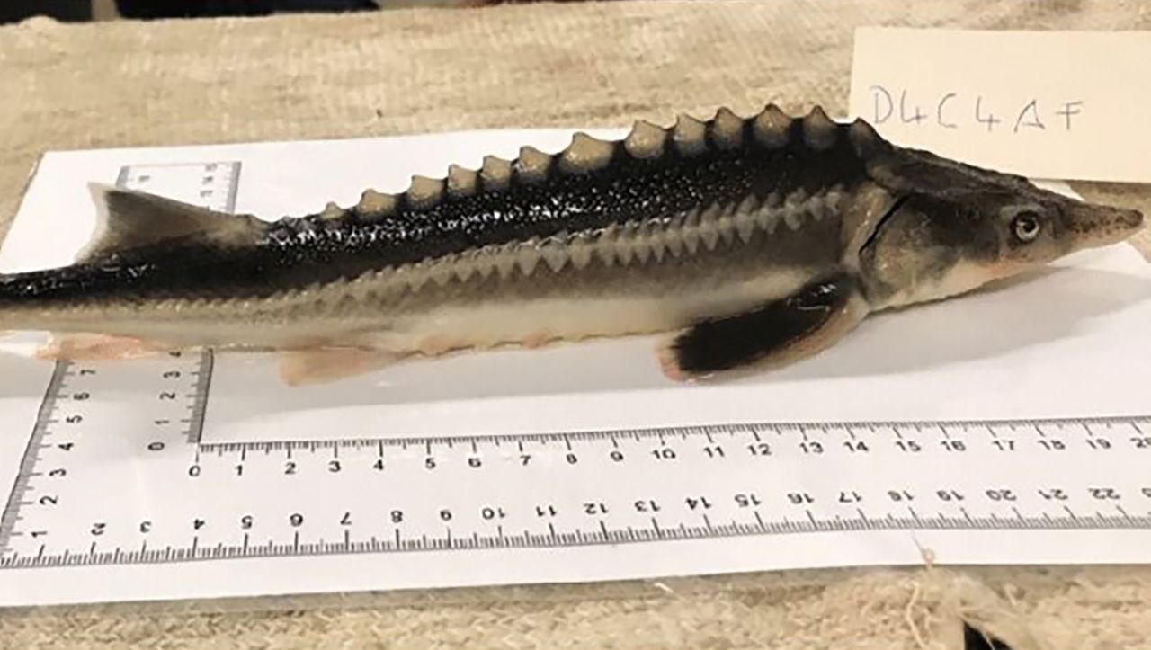 Photo of Sturddlefisch: Ungarische Forscher produzieren versehentlich neuen Fisch