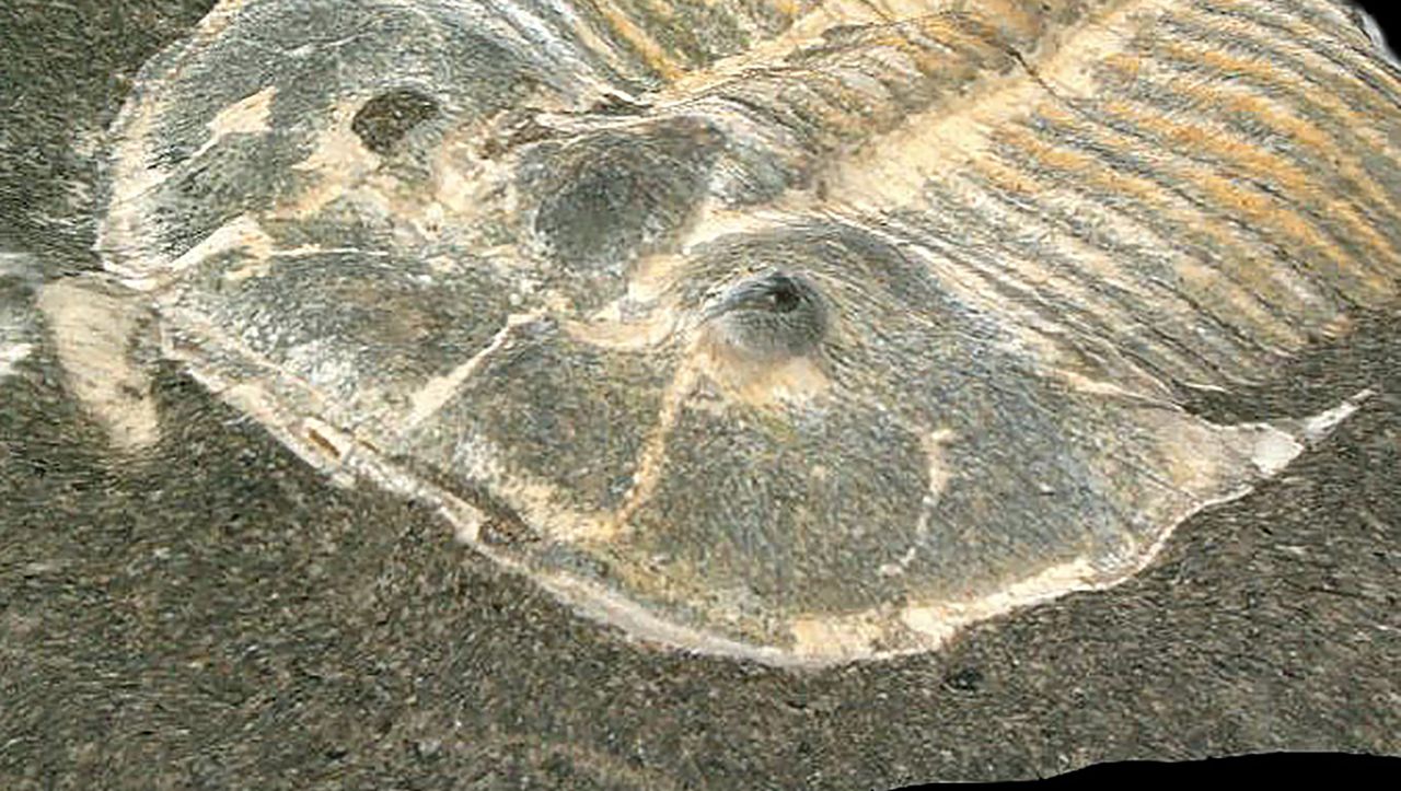 Photo of 429 Millionen Jahre altes Fossil mit 200 Pixel Ansicht
