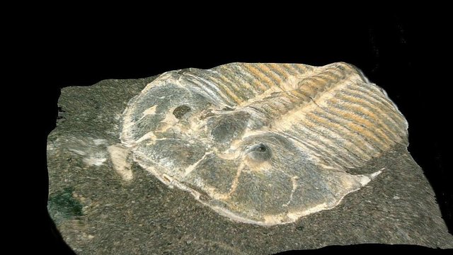 Photo of Alte Fossilien überraschen Forscher – Hunderte Millionen Jahre alt