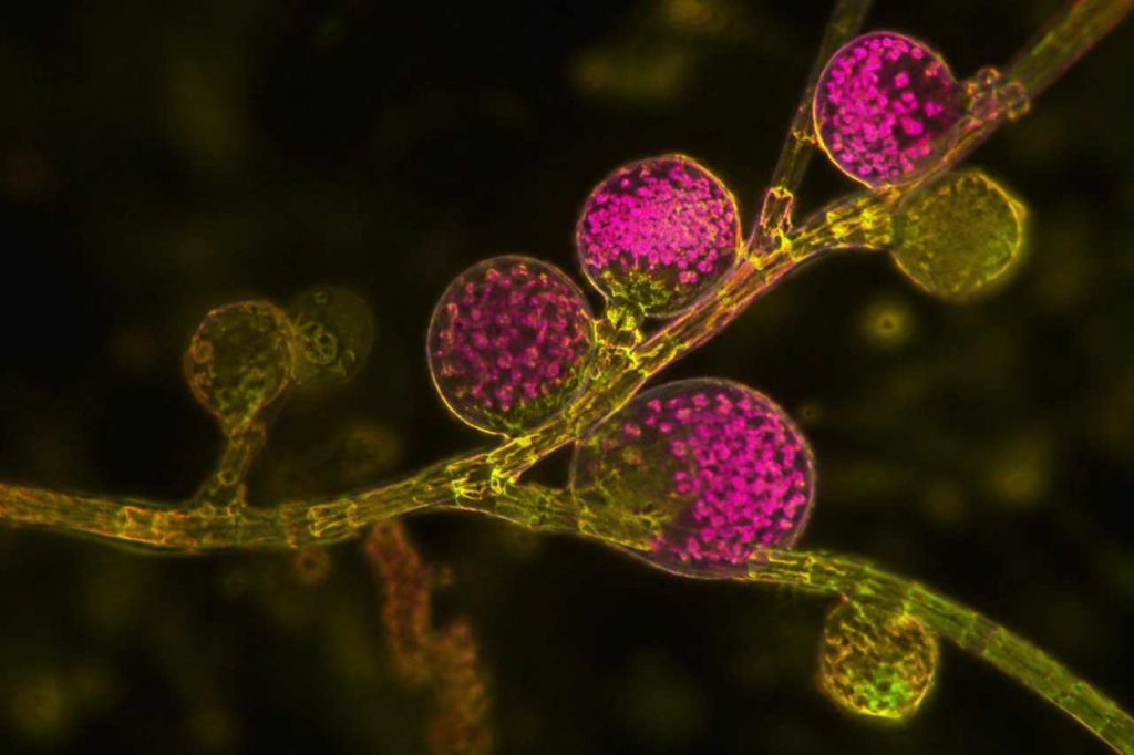 Schlafende Riesenviren in Algen: Forschende entdecken neue Form der viralen Vererbung